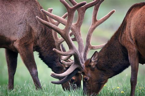 wildlife lawyer|wildlife lawyer colorado.